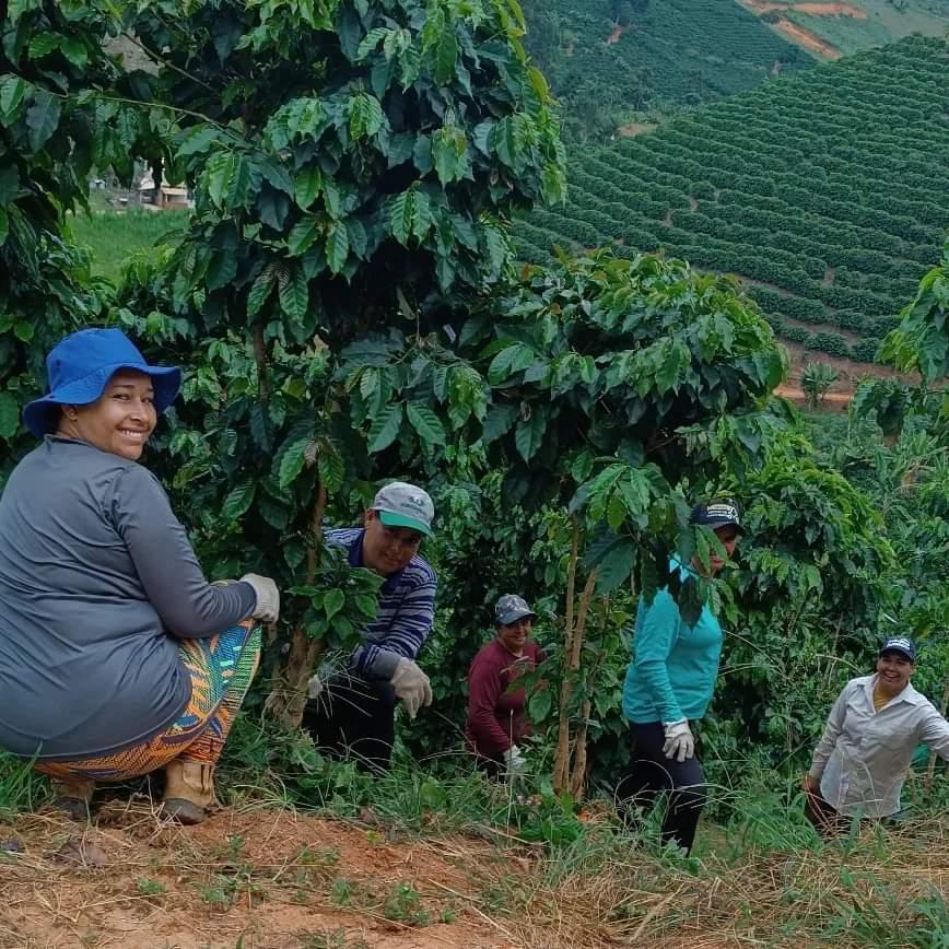 Coffee Farm Background - Wholesale coffee beans USA